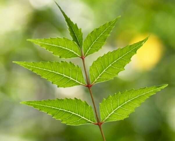 Hình ảnh nhá lá sầu đâu với mép viềng có răng cưa, đường gân lá rõ rệt