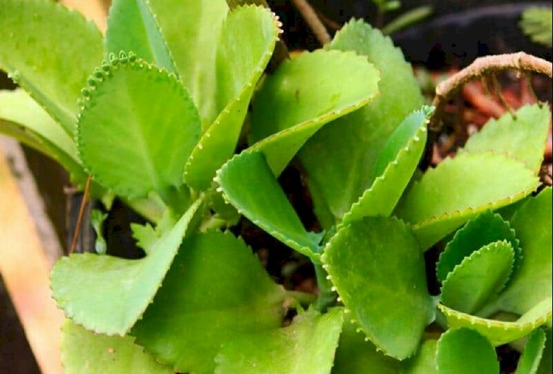 Hình ảnh lá cây sống đời thuộc loài cây thân thảo, rất dễ trồng và khá khỏe mạnh