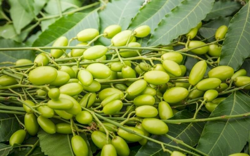 Ảnh chùm trái sầu đâu khi ăn vào có thể gây ngộ độc với các triệu chứng nôn mửa, tiêu chảy, xuất huyết nội tạng, tim đập nhanh, suy thận,...