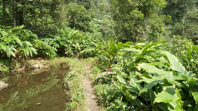 Hình ảnh mô hình trồng cây thảo quả