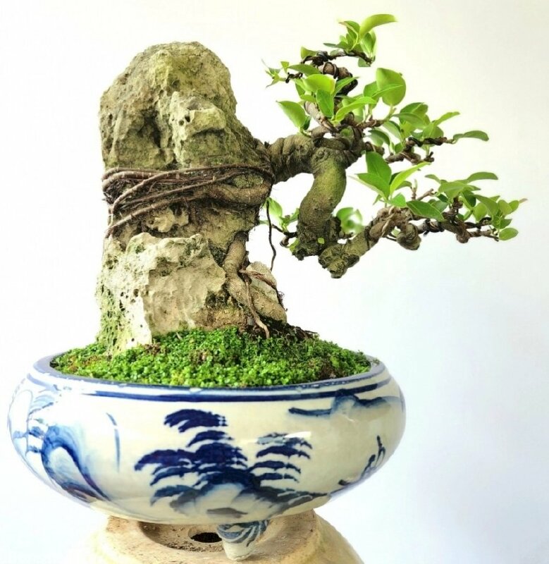 Hình ảnh cây si bonsai mini tuyệt đẹp