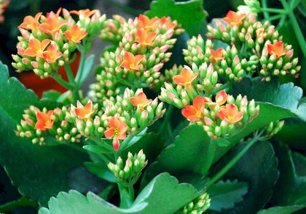 Hình ảnh hoa sống đời có màu cam siêu cute