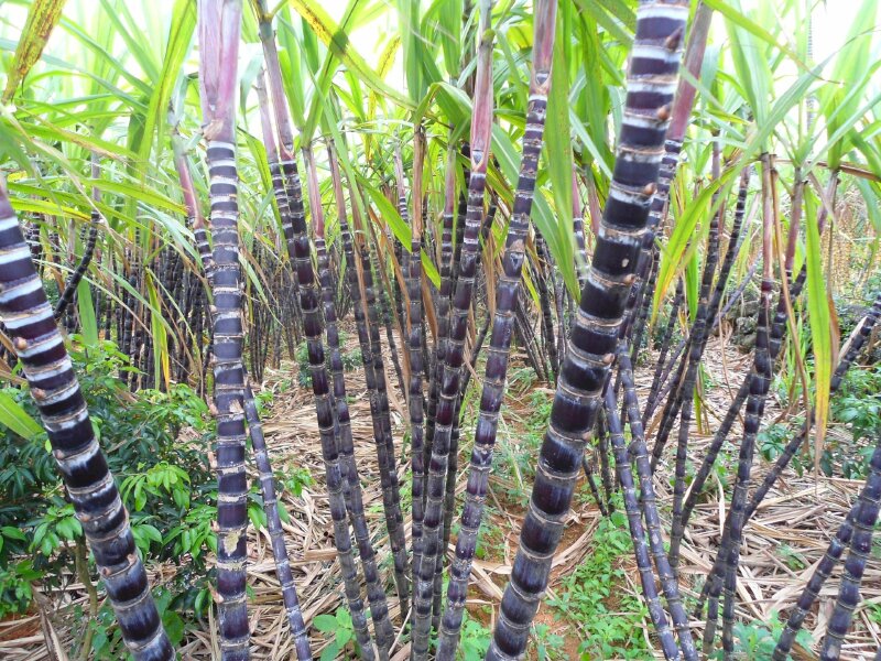 Ảnh cây mía tím trồng vườn tuyệt đẹp