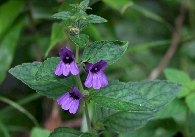 Hoa nhân trần mọc thành chùm dạng bông ở kẽ lá hoặc đầu cành