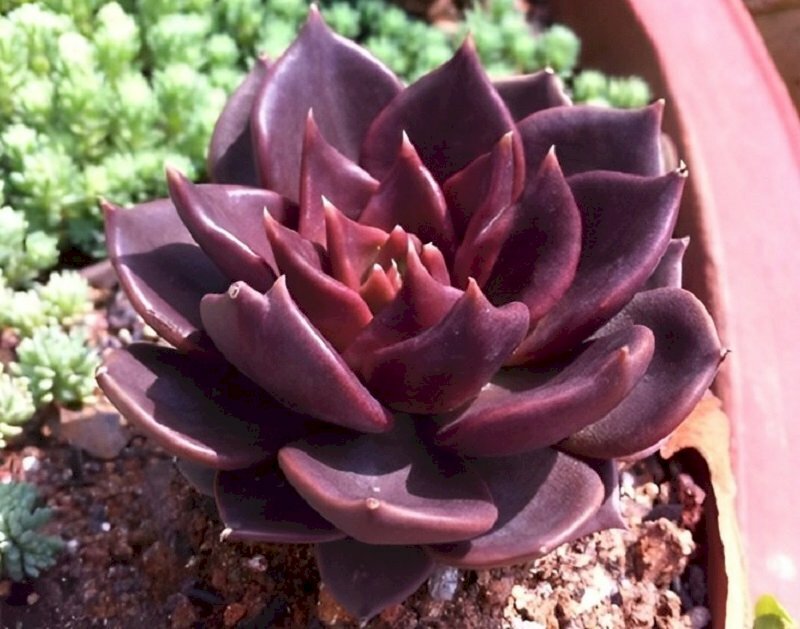 Hình nền cây sen đá nâu trang trí mang phong thủy tốt, thể hiện ý chí và tình yêu thương bền bỉ