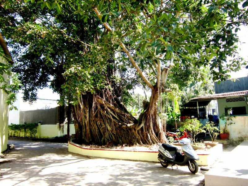 Hình ảnh cây si lâu năm hay còn gọi là cây cừa, cây gừa, gốc to cổ thụ vạn người mê đắm