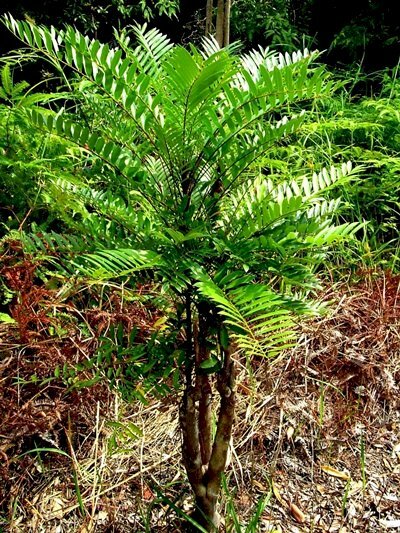 Hình ảnh cây thuốc mật nhân xanh tốt dưới nắng