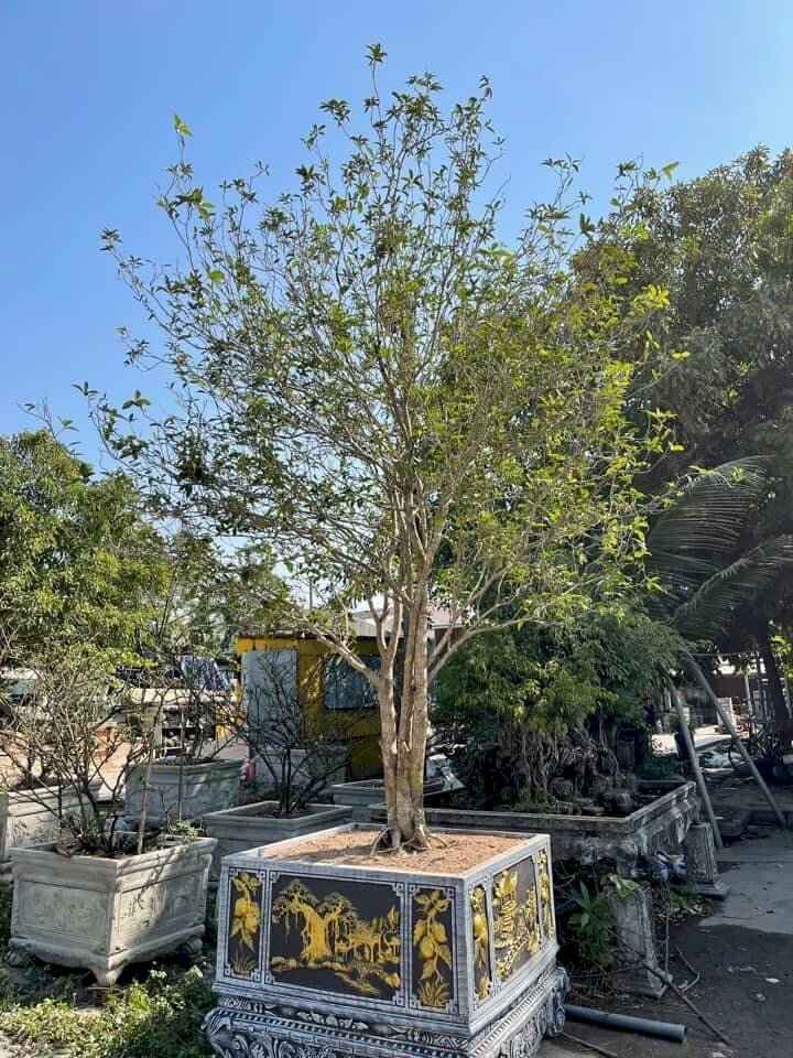 Hình ảnh chậu cây quế hoa mộc hương