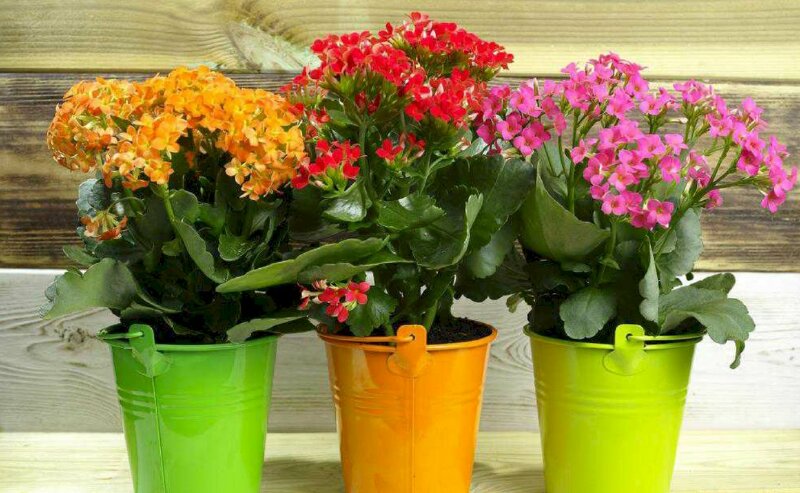 Hình ảnh những chậu cây sống đời nhiều màu sắc tượng trưng cho sự sinh sôi nảy nở, đoàn kết trong gia đình