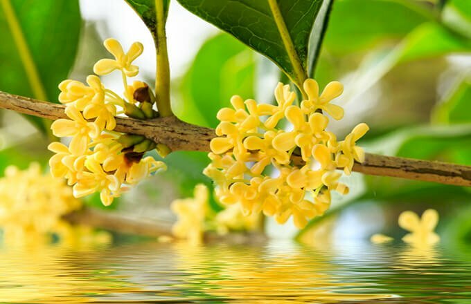 Ảnh nhánh hoa mộc hương rất đẹp và nghệ thuật