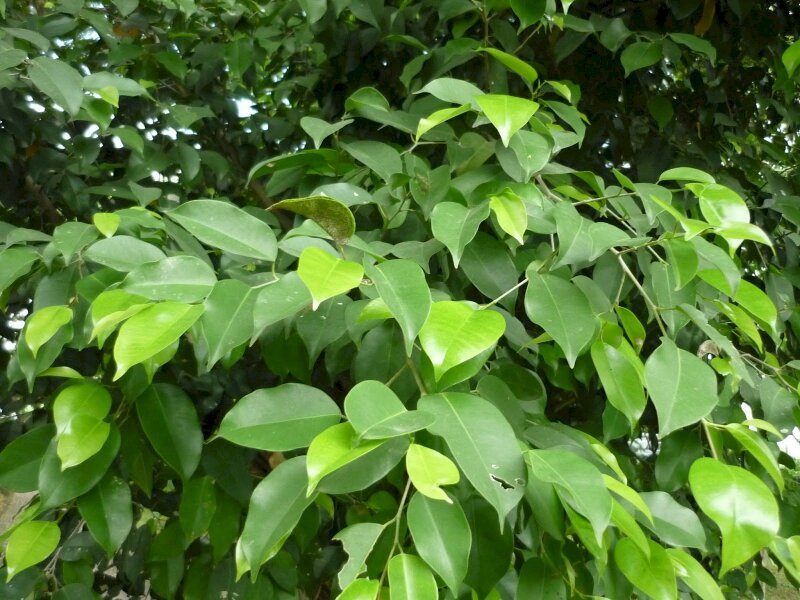 Hình ánh tán lá si xanh mướt đón ngày mới