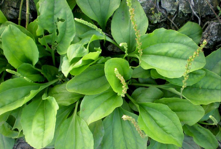 Hình lá mã đề vị ngọt, là bài thuốc dân gian chữa đái rắt, lợi tiểu và nhiều tác dụng khác