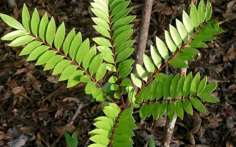 Hình lá mật nhân xanh mát dưới nắng vàng