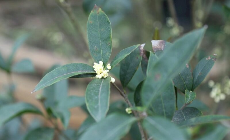 Hình ảnh ngọn lá mộc hương trong thiên nhiên