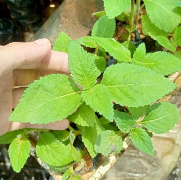 Hình ảnh lá nhân trần mọc đối xứng có hình trái xoan nhọn, mép lá có hình răng cưa