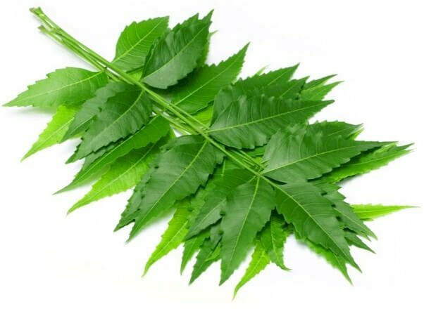 Hình ảnh chùm lá sầu đâu có độc tính cao có tác dụng chữa bệnh, tuy nhiên nếu dùng quá liều có thể gây đe dọa tính mạng