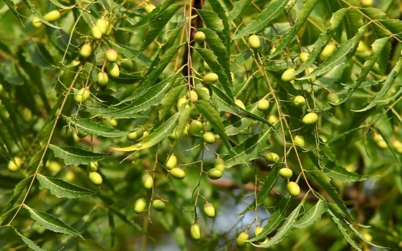 Hình ảnh chùm trái sầu đâu lấp ló trong tán lá dưới ánh nắng vàng