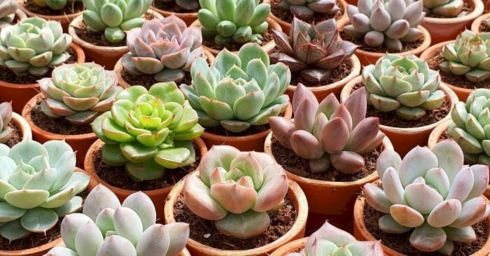 Hình ảnh vườn trồng cây sen đá