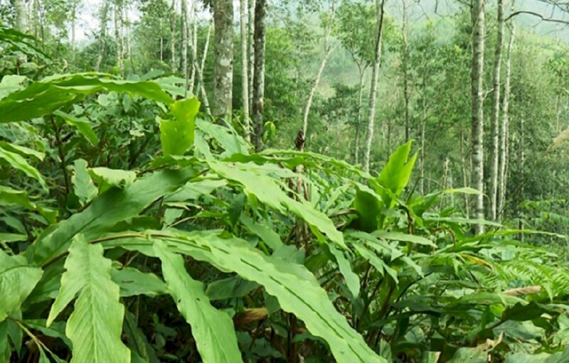 Hình ảnh vườn cây thảo quả còn được gọi là đò ho, thảo đậu khấu, mác hấu