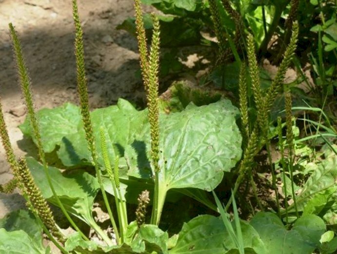 Hình ảnh hoa mã đề lung linh dưới nắng