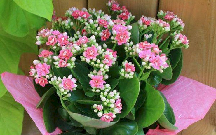 Hình ảnh hoa sống đời hồng xinh tươi rất đẹp