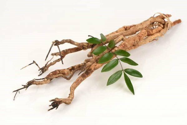 Hình ảnh rể cây mật nhân khô làm bài thuốc nam hữu hiệu