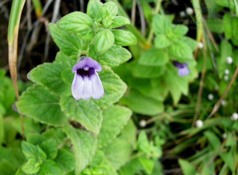 Ảnh hoa nhân trần nở rộ chờ ngày mới