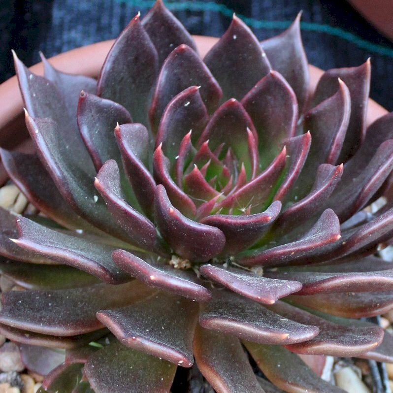 Hình ảnh cây sen đá đẹp còn mang đến tài lộc và may mắn cho người trồng