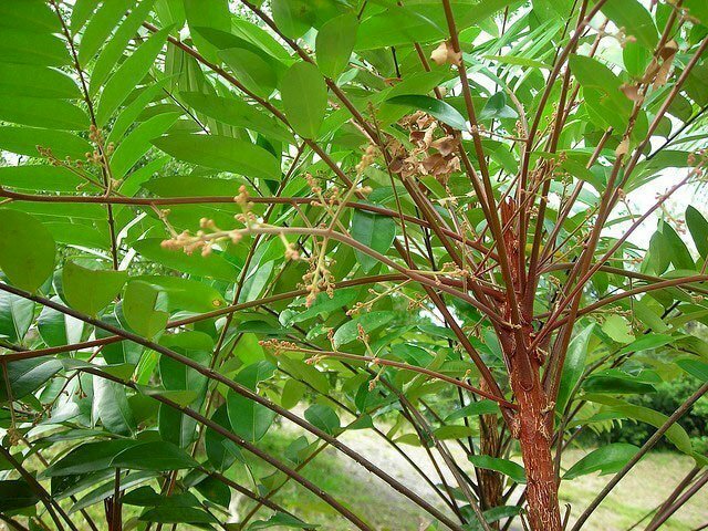 Hình ảnh cây thuốc mật nhân ra hoa