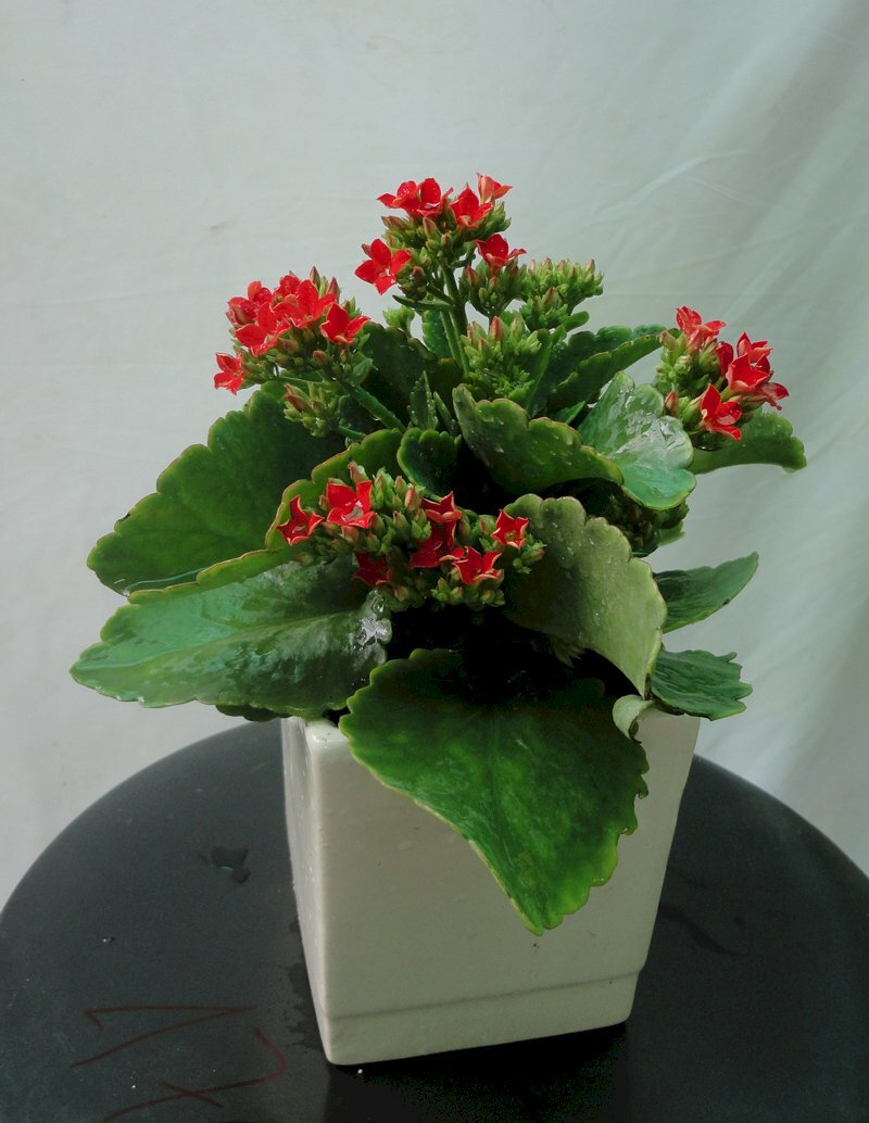 Hình ảnh cây sống đời nở hoa tượng trưng cho sự bền bỉ trong tình yêu và thành công trong sự nghiệp