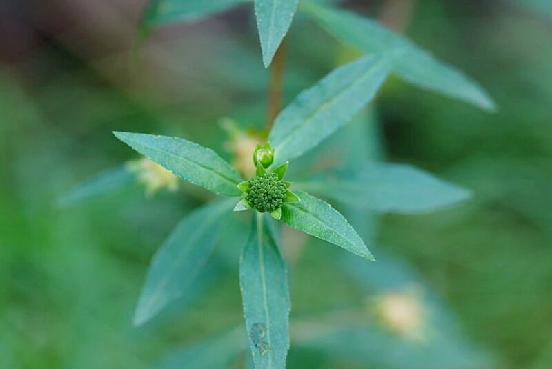 Hình ảnh cây cỏ nhọ nồi với nhánh lá nhọ nồi dưới buổi sớm thường được dùng hỗ trợ điều trị can thận âm hư, huyết nhiệt, sốt cao, mẩn ngứa,...