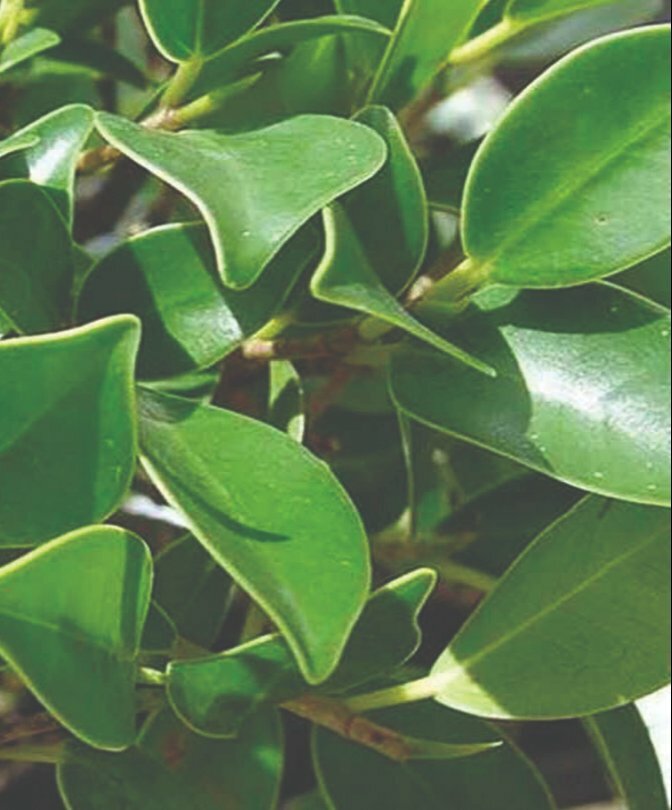 Hình ảnh chùm lá si (lá cây gừa hay lá cây cừa) xanh tươi dưới nắng vàng