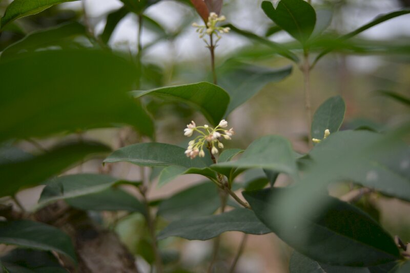 Hình ảnh chùm hoa trắng bé xinh bên tán lá mộc hương
