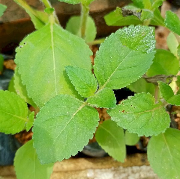 Hình lá nhân trần có đặc điểm hai mặt đều có lông và gân lá và khi vò lá có mùi thơm đặc trưng