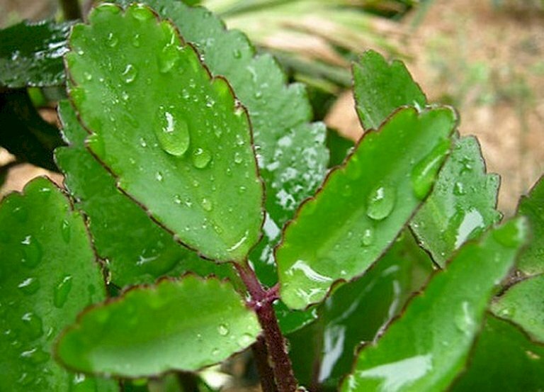 Hình ảnh nhánh lá sống đới ướt đậm sương