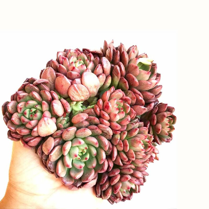 Hình ảnh sen đá ruby tượng trưng cho sự kiên cường và sức sống mãnh liệt