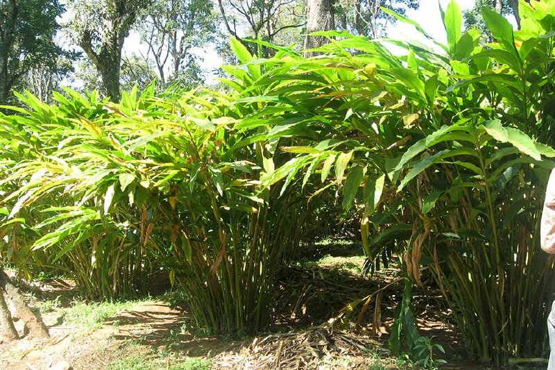 Hình ảnh vườn thảo quả xanh tươi dưới nắng