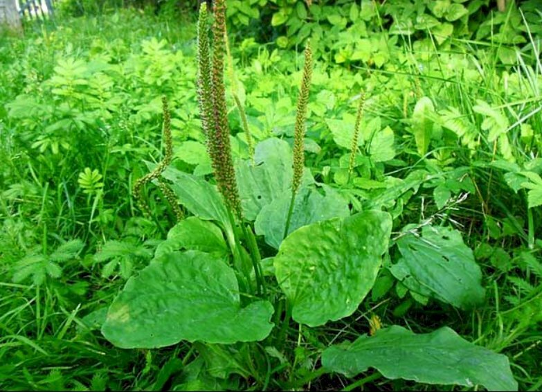 Hình ảnh lá mã đề xanh tươi đón nắng