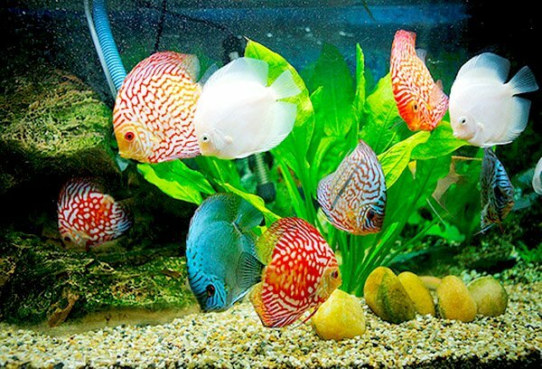 Tranh 3D bể cá