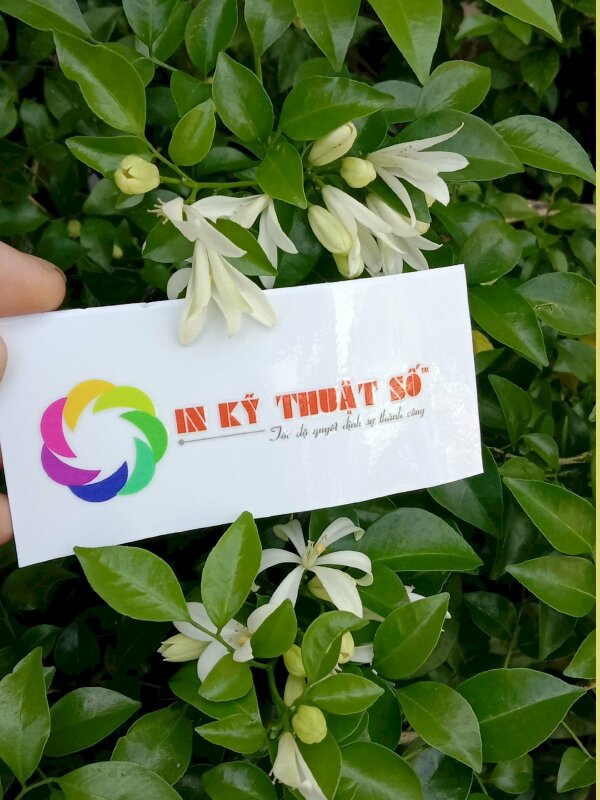 Ấn phẩm logo In Kỹ Thuật Số ứng dụng công nghệ in UV DTF hiện đại dán ốp lưng điện thoại