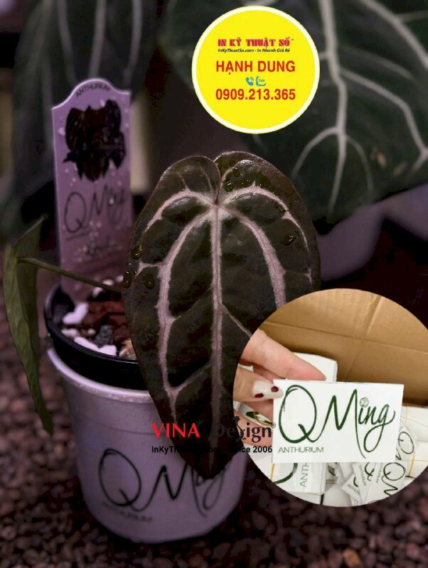 DTF logo dán chậu cây nhựa, in tem dán UV DTF số lượng lớn - INKTS3643