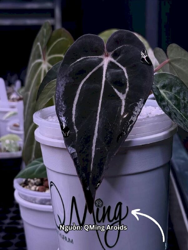 DTF logo dán chậu cây nhựa, in tem dán UV DTF số lượng lớn - INKTS3643