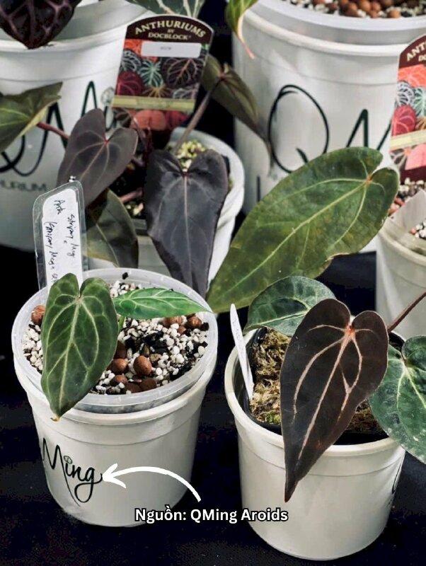 DTF logo dán chậu cây nhựa, in tem dán UV DTF số lượng lớn - INKTS3643