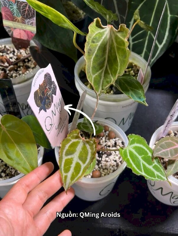 In thẻ cắm name tag nhựa PVC ghi chú, đánh dấu thông tin cây cảnh - INKTS3642